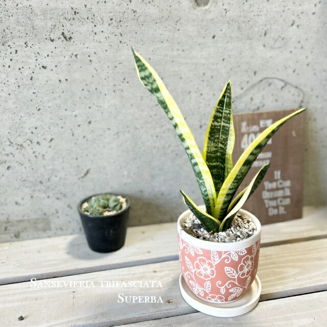 ľ֤󲰤㤨ִտʪڥ󥻥ꥢ°ۥ󥹥٥ꥢѡС4楻ߥåȭCP2413ORˡʻաˡפβǤʤ380ߤˤʤޤ