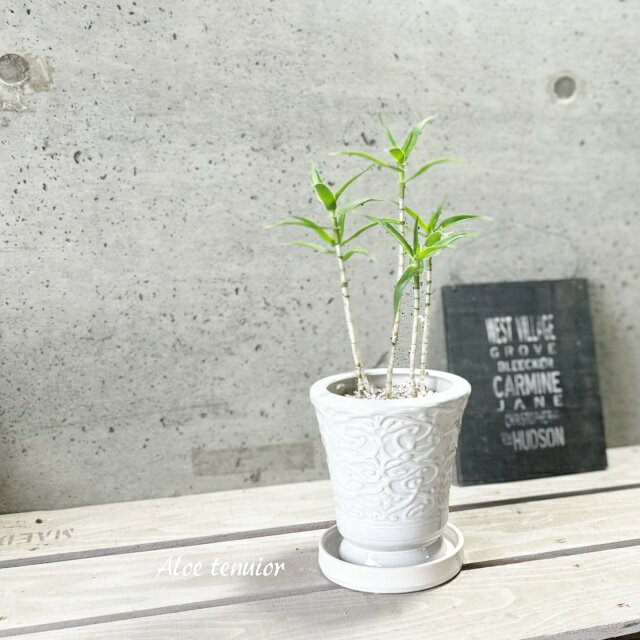 観葉植物アロエ青々錦4.5号陶器鉢