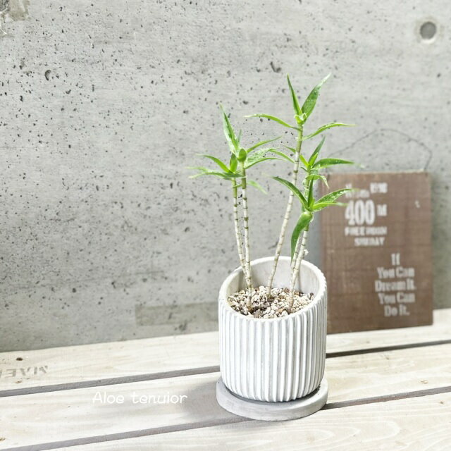 観葉植物アロエ青々錦4号セメント鉢
