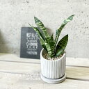 観葉植物【サンセヴィエリア属】サンスベリア・トリファスキアタ・ゼラニカ4号セメント鉢(HH31803)(皿付)