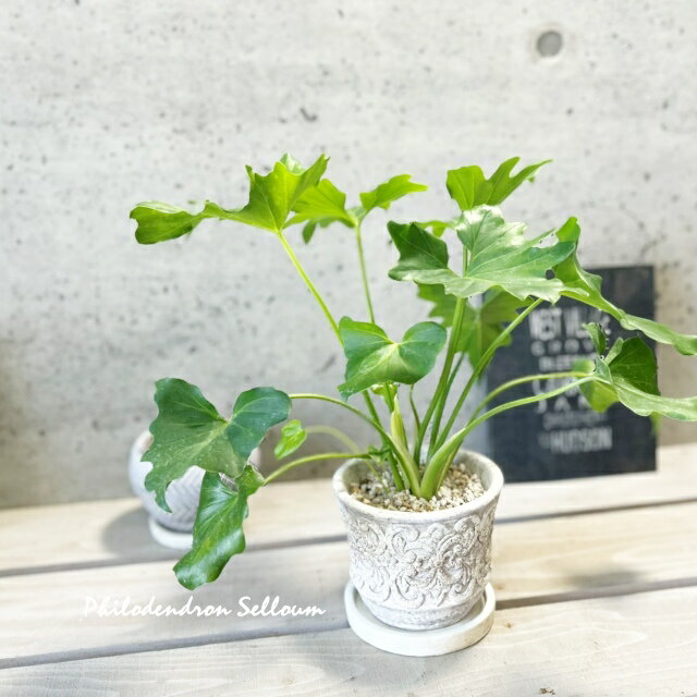 観葉植物【フィロデンドロン属】フィロデンドロン・セローム4号セメント鉢（ER41GYBB）（皿付RS120）