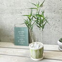 観葉植物【アロエ属】アロエ 青々錦 4号セラミック鉢(皿付き)(CP846GR)