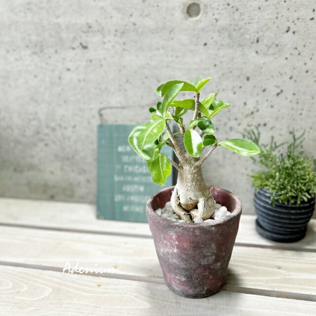 楽天市場】アデニウム アラビカム(観葉植物|花・観葉植物 楽天市場】アデニウム アラビカム(観葉植物|花・観葉植物