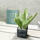 観葉植物【サンセヴィエリア属】サンスベリア・ムーンシャイン(ボリューム仕立)3号Sセメント鉢(皿付)GG16702-BK