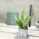 観葉植物【サンセヴィエリア属】サンスベリア・ムーンシャイン(ボリューム仕立)3号Sセメント鉢(皿付)GG16702-W