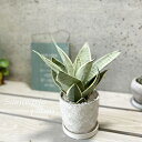 観葉植物【サンセヴィエリア属】サンスベリア・シルバーハニー4号Sセラミック鉢(皿付)(FD03WH)