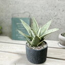 観葉植物【サンセヴィエリア属】サンスベリア・シルバーハニー4号Sセメント鉢(皿付)(WC0832-BK)