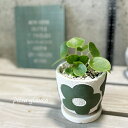 観葉植物【ピレア属】ピレア・ペペロミオイデス 3.5号セラミック鉢(皿付)(KL64GR)
