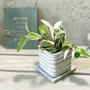 観葉植物【サクララン属】ホヤ カルノーサ エキゾチカ(サクララン)3.5号Sセメント鉢(皿付)(HH31733)
