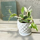観葉植物【サクララン属】ホヤ・カルノーサ・バリエガタ(サクララン)4号Sセメント鉢(皿付)(WC0045S-W)