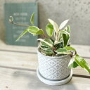 観葉植物【サクララン属】ホヤ・カルノーサ・バリエガタ(サクララン)4号Sセメント鉢(皿付)(HH8113)