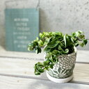 観葉植物【サクララン属】ホヤ・カルノーサ・コンパクタ4号セラミック鉢(皿付)(KL43GR)