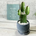 観葉植物【ユーフォルビア属】大雲閣 3.5号セメント鉢(皿付RS120BK)(WC855-BK)