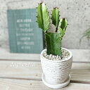 観葉植物【ユーフォルビア属】大雲閣3.5号セメント鉢(皿付き)(WC0374-W)