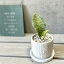 観葉植物【サンセヴィエリア属】サンスベリア・マッソリアーナ3.5号セメント鉢(皿付RS120W)(WC0245-W)