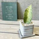 観葉植物【サンセヴィエリア属】サンスベリア・マッソリアーナ3.5号セメント鉢(皿付)(HH31733)