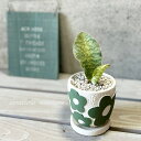 観葉植物【サンセヴィエリア属】サンスベリア・マッソリアーナ3.5号セラミック鉢【皿付】(KL64GR)