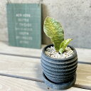 観葉植物【サンセヴィエリア属】サンスベリア・マッソリアーナ4号セメント鉢(皿付RS120BK)(WC855-BK)