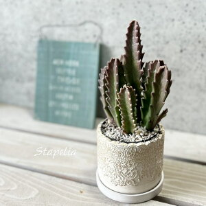 多肉植物【スタペリア属】スタペリア・王犀角(ギカンテア)4.5号 合成樹脂(皿付)(CQ006WH)現在紅葉してます