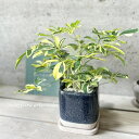 観葉植物【シェフレラ属】シェフレラAハッピーイエロー4.5号陶器鉢(皿付)(DA-1313)カポック・ホンコンカポック
