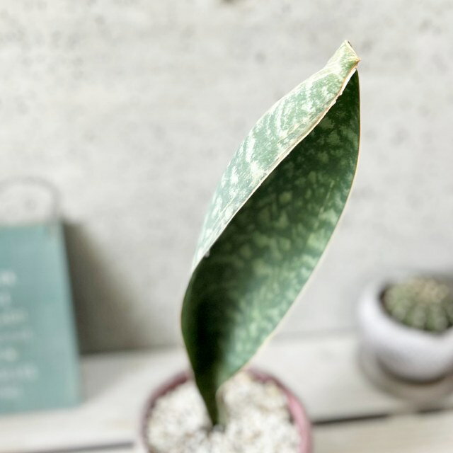 観葉植物【サンセヴィエリア属】サンスベリア・マッソリアーナ4.5号セメント鉢【皿付】(ムスゴHH31468) 2