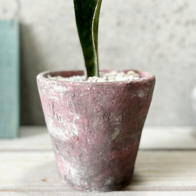 観葉植物【サンセヴィエリア属】サンスベリア・マッソリアーナ4.5号セメント鉢【皿付】(ムスゴHH31468) 3
