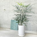 観葉植物【ディジゴセカ属】アラレア グリーンエレガンス4号陶器鉢(皿付)MIF3-A-120