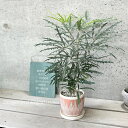 観葉植物【ディジゴセカ属】アラレア グリーンエレガンス4号セラミック鉢(皿付)CP847OR