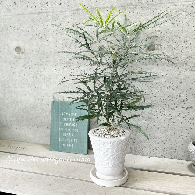 楽天市場】セコイア(観葉植物|花・観葉植物):花・ガーデン 楽天市場】セコイア(観葉植物|花・観葉植物):花・ガーデン