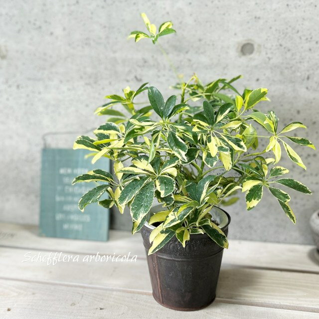 楽天市場】ブリキ(観葉植物|花・観葉植物):花・ガーデン 楽天市場】ブリキ(観葉植物|花・観葉植物):花・ガーデン