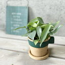 観葉植物【フィロデンドロン属】フィロデンドロン シルバーメタル4.5号S陶器鉢(皿付)(GBGY1011GRSW)