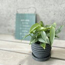 観葉植物【フィロデンドロン属】フィロデンドロン シルバーメタル4号セメント鉢(皿付)(WC855-BK)
