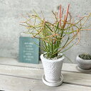 観葉植物【ユーフォルビア属】ミルクブッシュ M4.5号陶器鉢(皿付CX016W)(MR03-135)