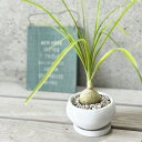観葉植物【トックリラン属】トックリラン アイリスフローリー4号陶器鉢(皿付)(CF05-12WH)