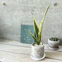 観葉植物【サンセヴィエリア属】サンスベリアトリファスキアタローレンティー3.5号セメント鉢(皿付RS120)(GG30B)