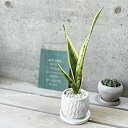 観葉植物【サンセヴィエリア属】サンスベリア・トリファスキアタローレンティー4号鉢セメント(皿付)(WC609S=W)