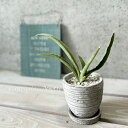 観葉植物【サンセヴィエリア属】サンスベリア ペロッティー 3.5号セメント鉢(皿付)(WC0374-GR)