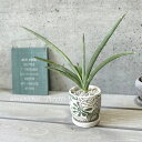 観葉植物【サンセヴィエリア属】サンスベリア ペロッティー3.5号セラミック鉢(皿付き)(KL43GR)