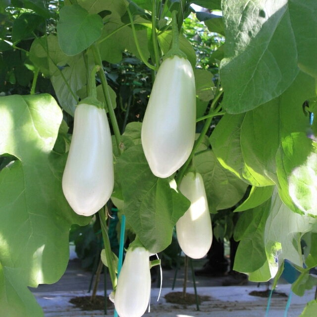 【ナス自根苗】とろとろ白茄子　とろ〜り旨なす　3号ポットのサムネイル