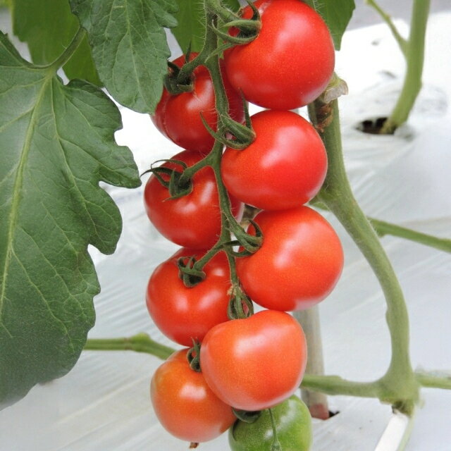 【ミニトマト接木苗】中玉トマト　ミスター浅野のけっさくトマト　3号ポットのサムネイル