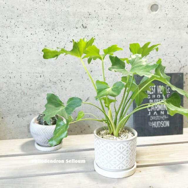 観葉植物【フィロデンドロン属】フィロデンドロン・セローム4号セメント鉢（HH8113）（皿付）