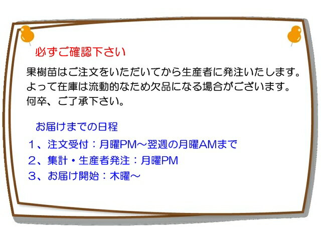 【その他柑橘ミカン属】ふくれみかん（接木苗）4号 3