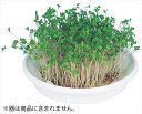アーテック【教育・教材】水耕栽培ユニット ブロッコリースプラウト AR4548030029692