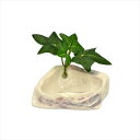 三晃商会【ペット用品】 三晃商会 オカヤドカリのプール(水入れ) P-4976285058509★【585】