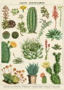 Cavallini&Co 包装紙　ラッピングペーパー　サボテン　多肉植物　succulents 輸入包装紙スクラップブッキング・ポスター・カルトナージュ・デコパージュ・ペーパークラフト