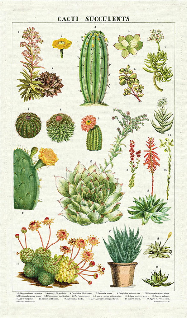 1732 Cavallini&Co ティータオル サボテン 多肉植物カヴァリーニsucculents タオル インテリア 手拭き