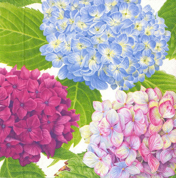 楽天市場 統合未削除 10枚ペーパーナプキン あじさいガーデンブルー紫陽花 アジサイcaspari カスパリ ｋａｄｅｒｉａ