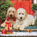 選択 ペーパーナプキン ドアの前の犬 Ambiente アンビエンテ クリスマス Dog ドッグ