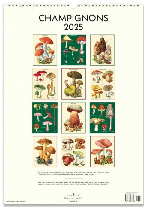 Cavallini&Co �ɳݥ���������2025ǯ ���Υ����������꡼�ˡ� ���Х꡼�� ͢���������� �������륫�����������Τ�