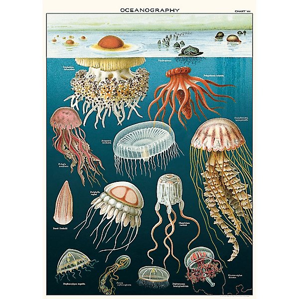 2255 輸入ポスター クラゲ Jelly Fish 輸入包装紙 ラッピングペーパー Cavallini&Co カバリーニ ポスター 包装紙 スクラップブッキング くらげ